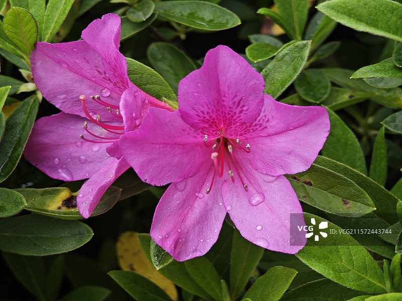 绿化带的杜鹃花图片素材