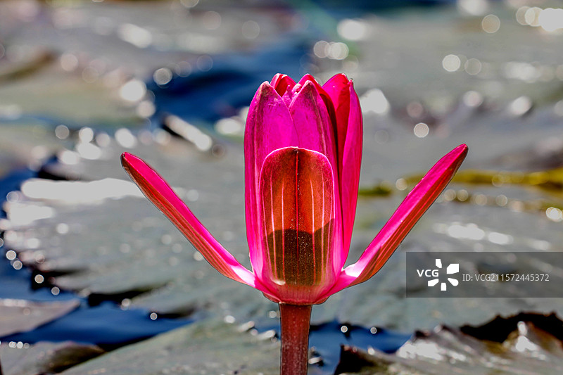 印度红睡莲图片素材