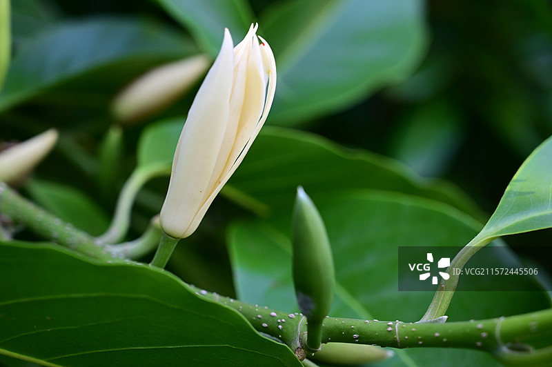 含苞待放的白兰花图片素材