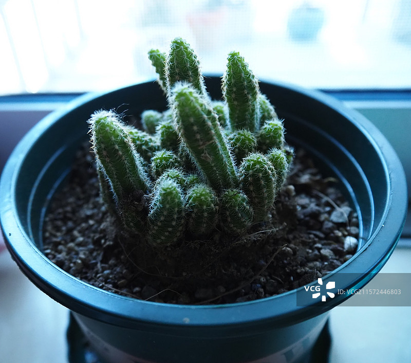 一盆白檀仙人掌图片素材