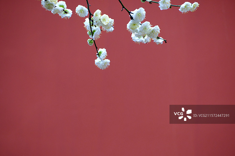 白梅与红墙图片素材