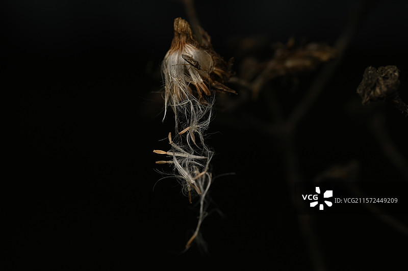 微距花卉图片素材