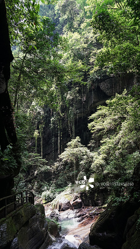 夏日森林风光图片素材