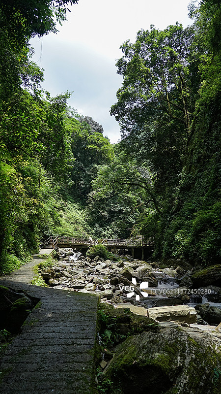 夏日森林风光图片素材