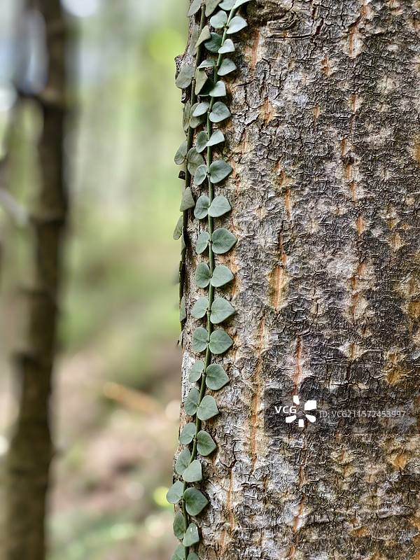 珠海高栏港风车山太阳石醉美山海线图片素材