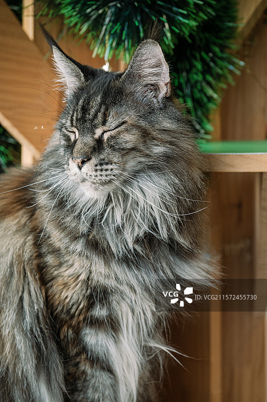 威武霸气温文尔雅——咖中缅因猫图片素材