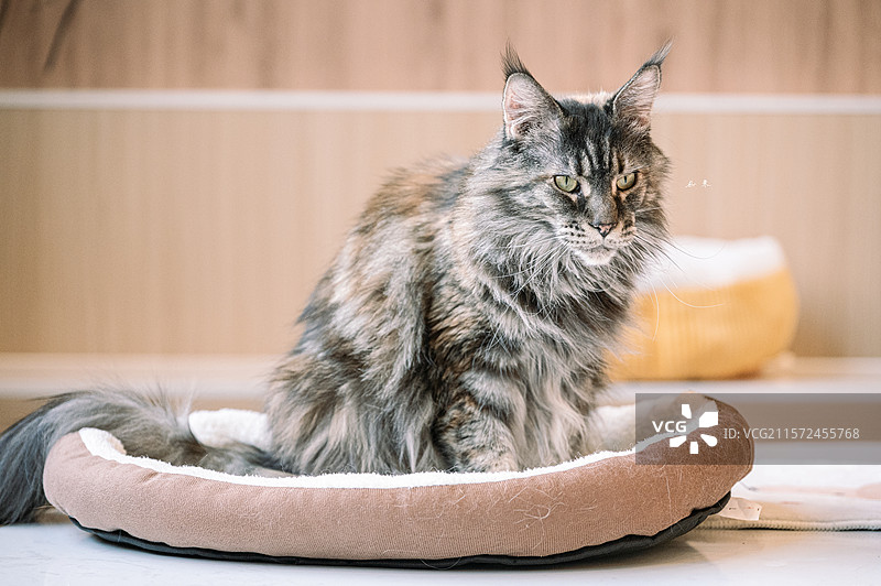 威武霸气温文尔雅——咖中缅因猫图片素材