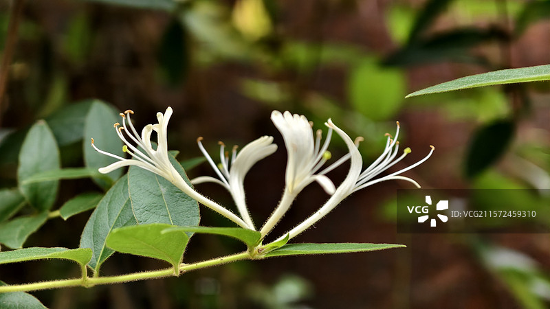 《金银花-四胞胎》图片素材