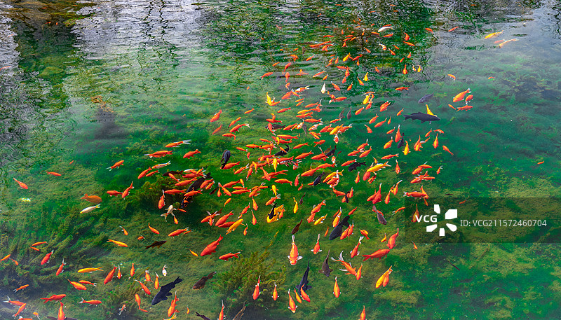清澈泉水中的鱼群图片素材
