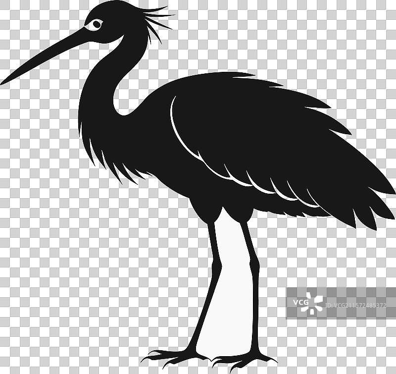 玫瑰鹮的黑白剪影图片素材