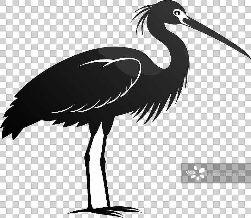 玫瑰鹮的黑白剪影图片素材