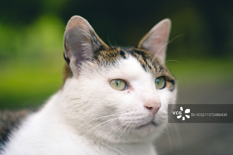 斜刘海中华田园猫图片素材