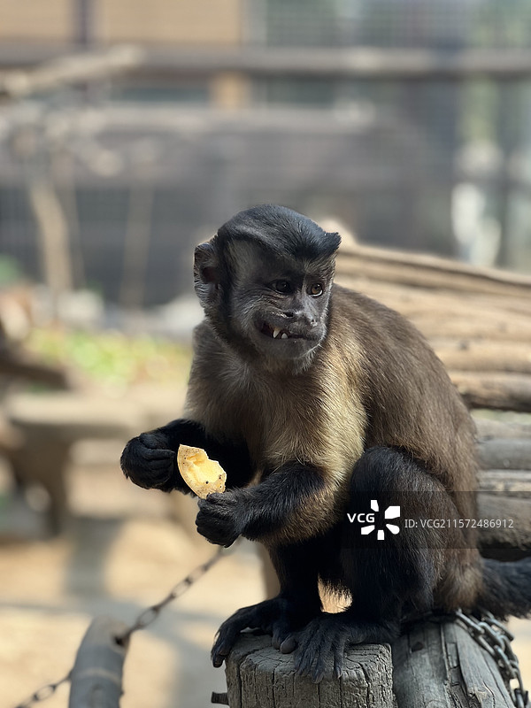 野生动物 黑帽悬猴图片素材