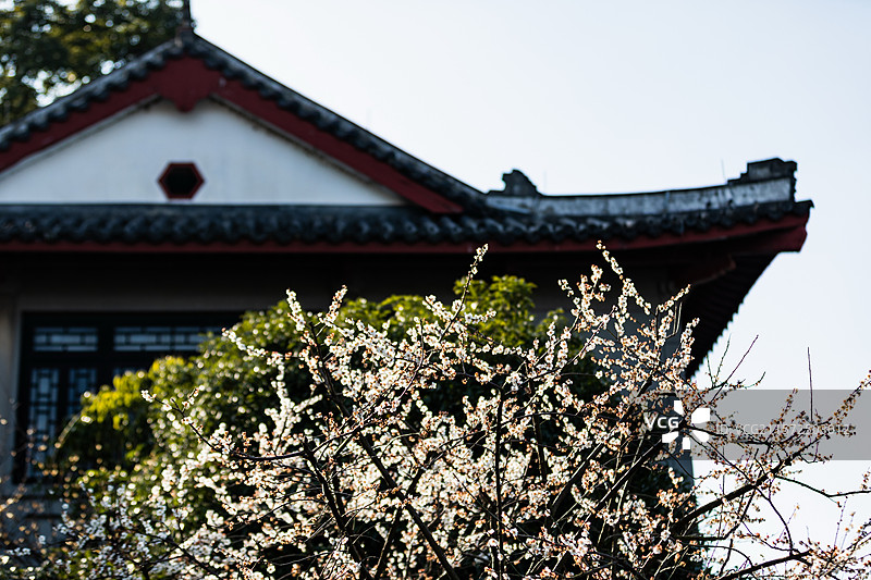 杭州孤山腊梅图片素材