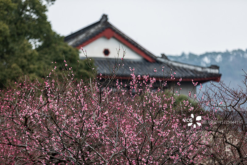 杭州孤山探梅图片素材