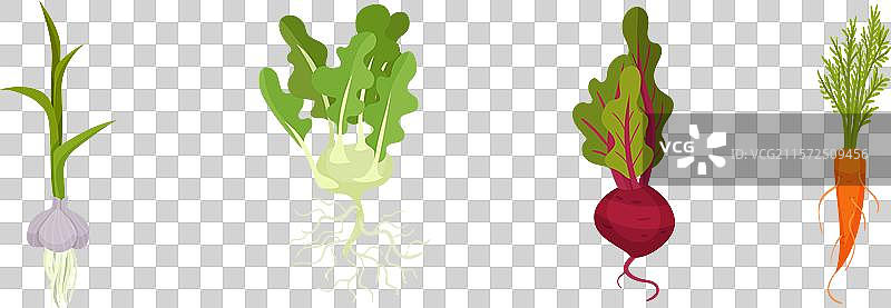 根菜作物，带有顶叶设置图片素材