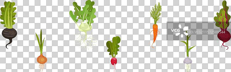 根菜作物与顶部叶子设置图片素材