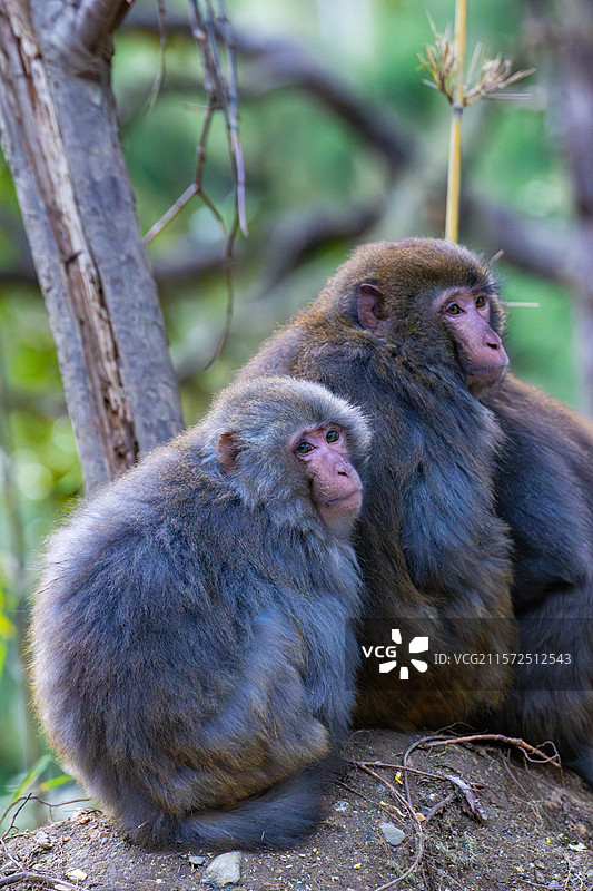 西藏林芝波密县扎墨公路上的藏猕猴图片素材