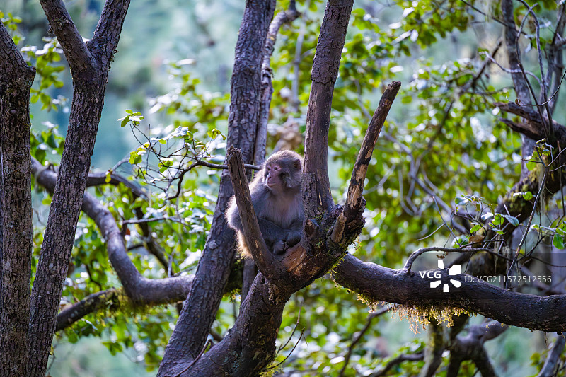 西藏林芝波密县扎墨公路上的藏猕猴图片素材