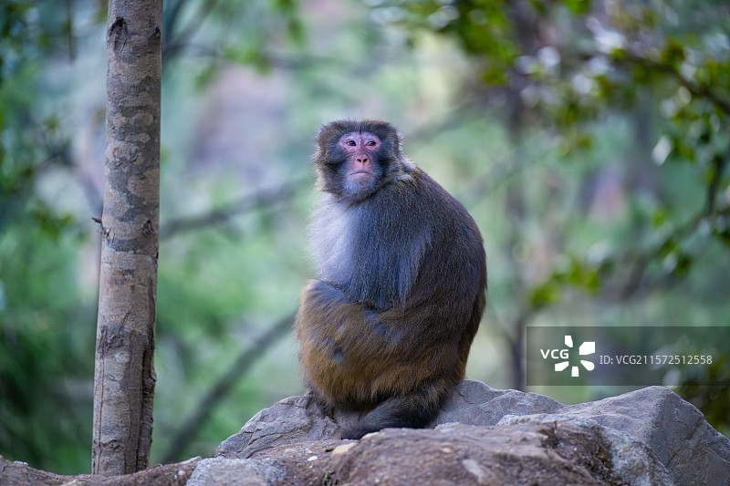 西藏林芝波密县扎墨公路上的藏猕猴图片素材