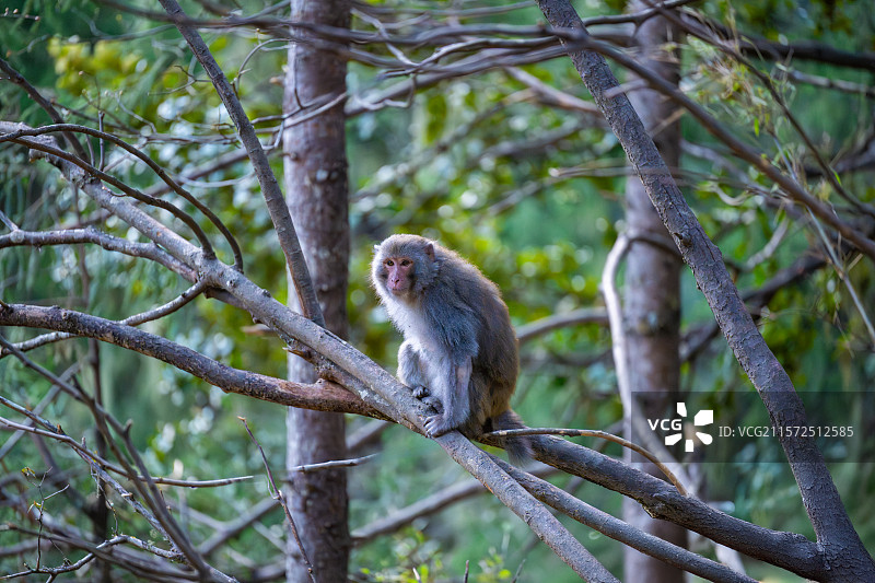 西藏林芝波密县扎墨公路上的藏猕猴图片素材