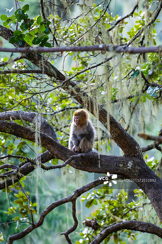 西藏林芝波密县扎墨公路上的藏猕猴图片素材
