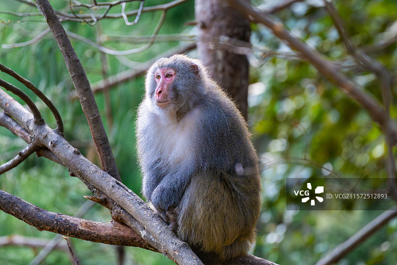 西藏林芝波密县扎墨公路上的藏猕猴图片素材