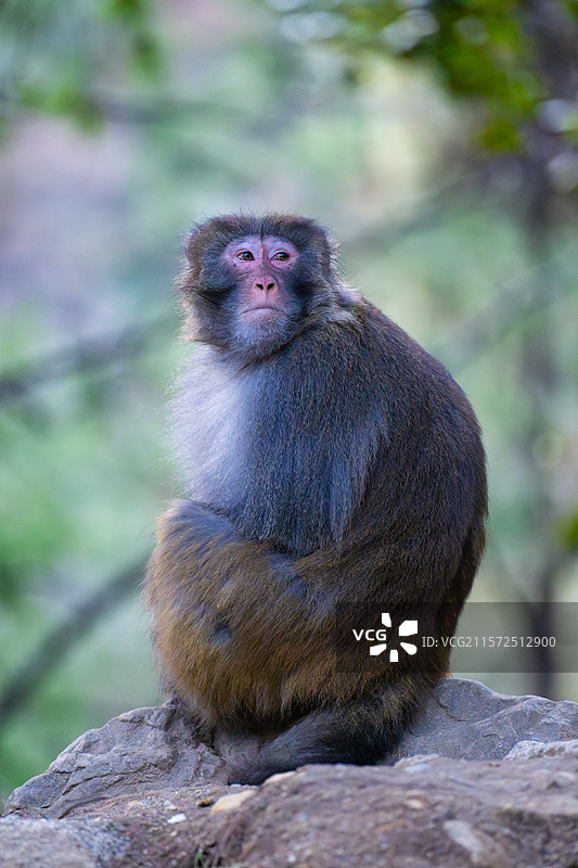 西藏林芝波密县扎墨公路上的藏猕猴图片素材