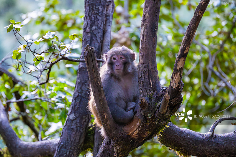 西藏林芝波密县扎墨公路上的藏猕猴图片素材