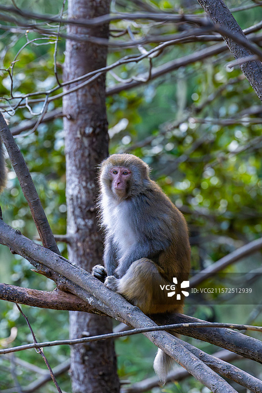 西藏林芝波密县扎墨公路上的藏猕猴图片素材