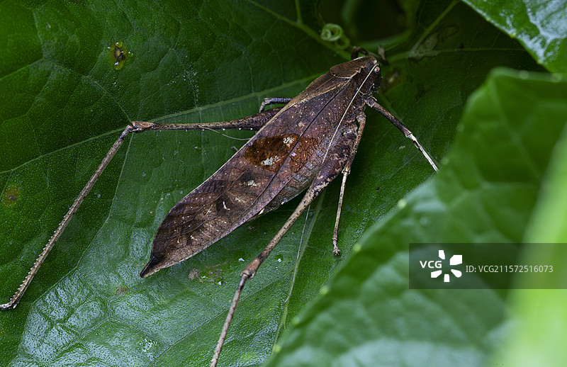 螽斯图片素材