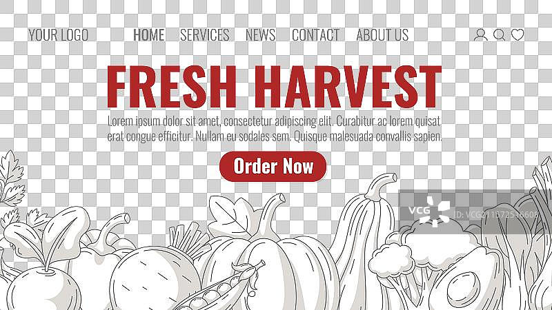 新鲜收获的有机农场蔬菜网站图片素材