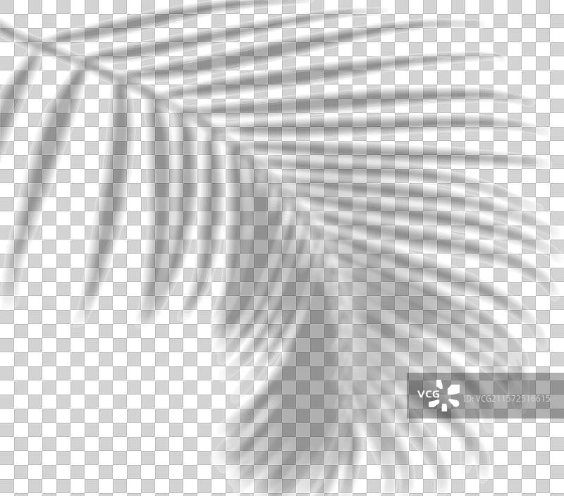 孤立的棕榈树枝投射的阴影覆盖层图片素材