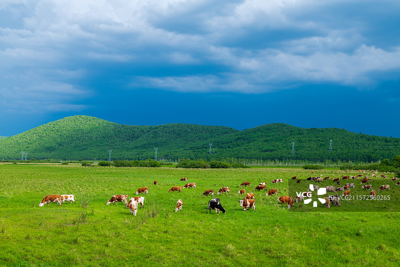 内蒙古呼伦贝尔大草原牛群图片素材