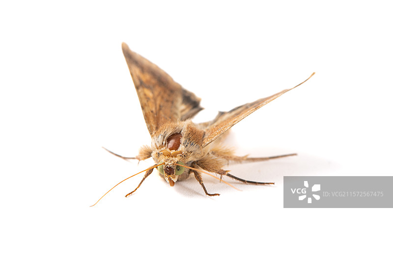 白色背景上的一只棕色飞蛾图片素材