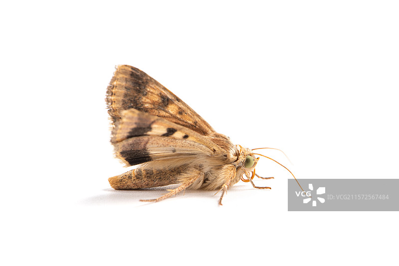 白色背景上的一只棕色飞蛾图片素材