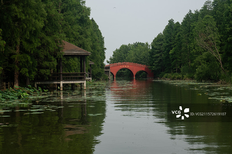 初夏高邮清水潭旅游度假区杉树林及太平船桥图片素材