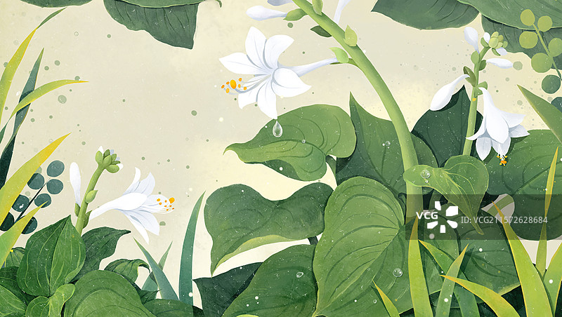 白露节气插画露水和玉簪花横版图片素材