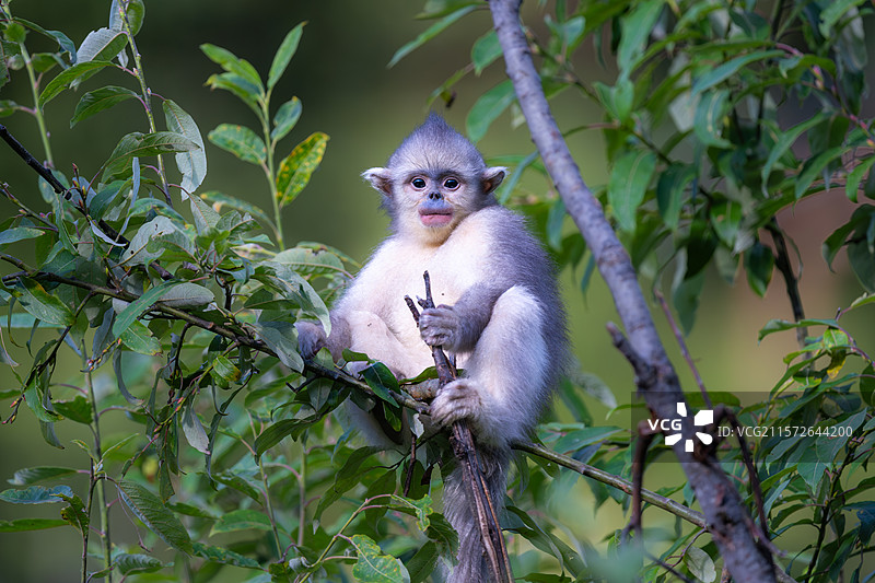 云南迪庆香格里拉滇金丝猴国家公园的滇金丝猴幼崽图片素材