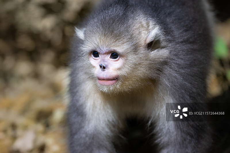 云南迪庆香格里拉滇金丝猴国家公园的滇金丝猴幼崽图片素材