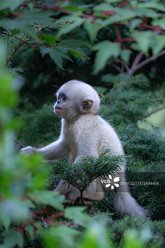 云南迪庆香格里拉滇金丝猴国家公园的滇金丝猴幼崽图片素材