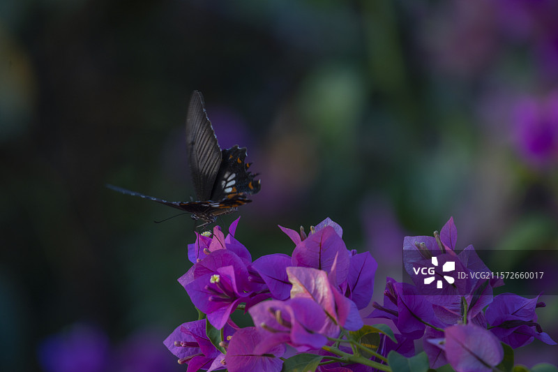 隆昌市古宇湖风光图片素材