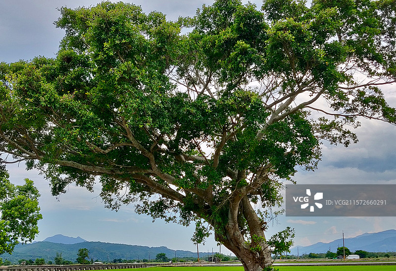 伯朗大道图片素材