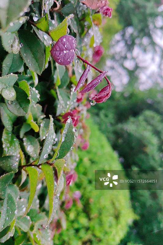 雨里的新芽图片素材