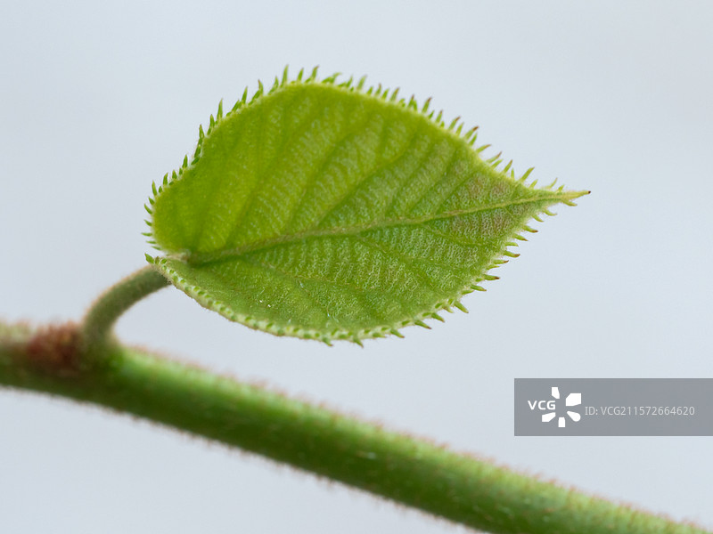 春天绿色叶子清新自然图片素材