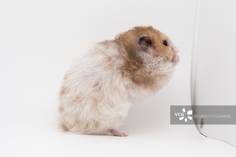 叙利亚仓鼠（金丝熊）图片素材