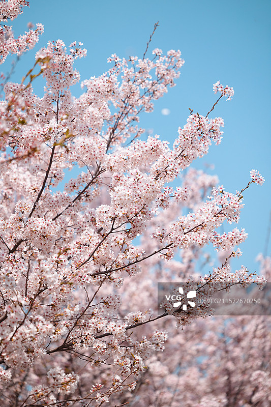 樱花图片素材