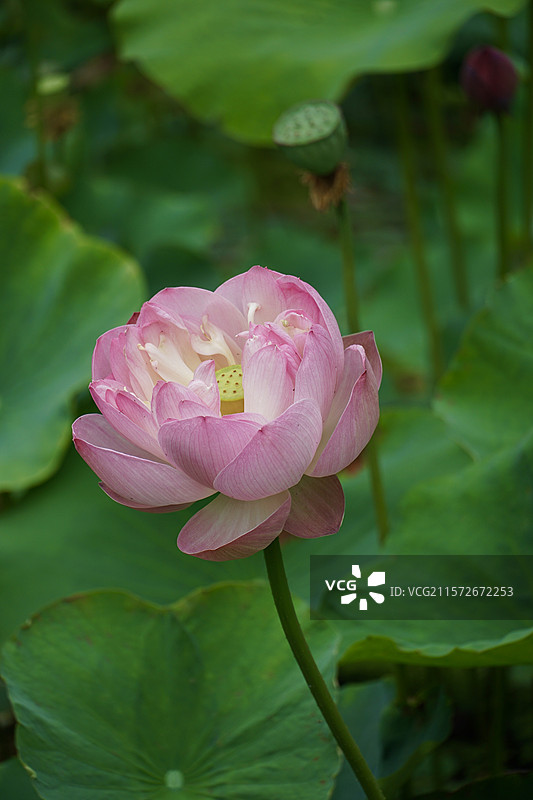 湿地公园的莲花图片素材
