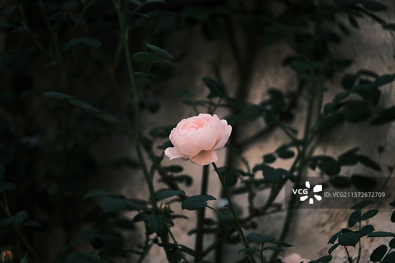 开放的粉色蔷薇花图片素材