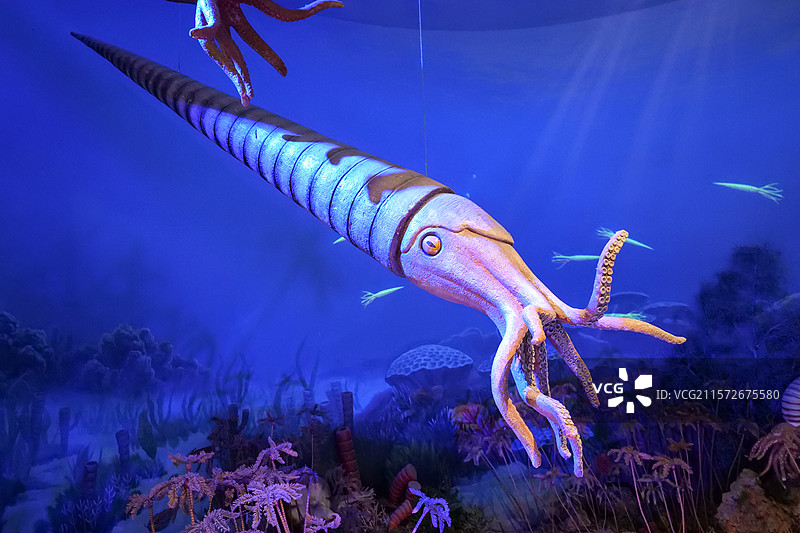 国家自然博物馆-奥陶纪海洋生物-房角石图片素材